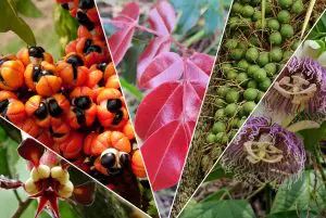 RPF-mulheres-da-Amazonia-2022-12-Site-00-1140