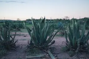 agave