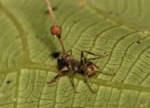 Fungo Ophiocordyceps unilateralis