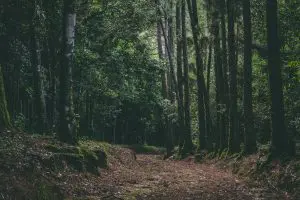 como salvar as florestas