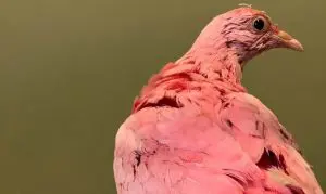 tingir pombo flamingo