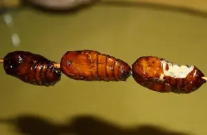 Larva do bicho-da-seda