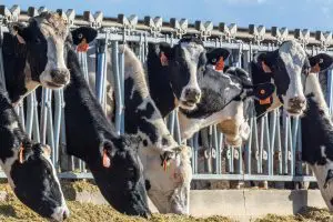 pudim de leite condensado