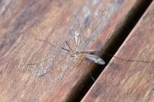 mosquito