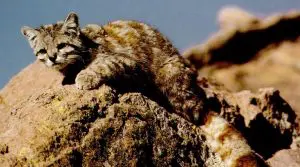 gato andino