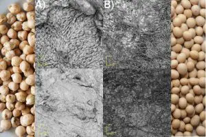 81213_sementes_portal_102793708277864713