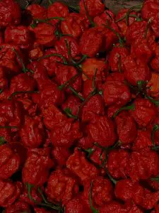 pimenta mais ardidada do mundo