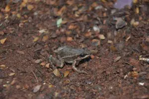 Hylodes-sazimai-Foto-Lucas-Ferrante-768x512