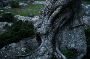 plantas emitem som e sofrem