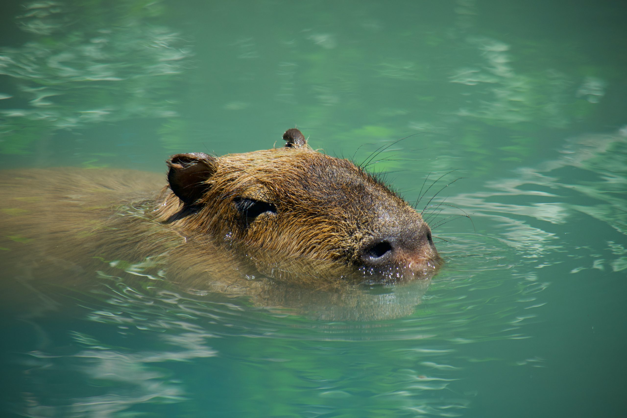 CAPIVARA FILHOTE in 2023