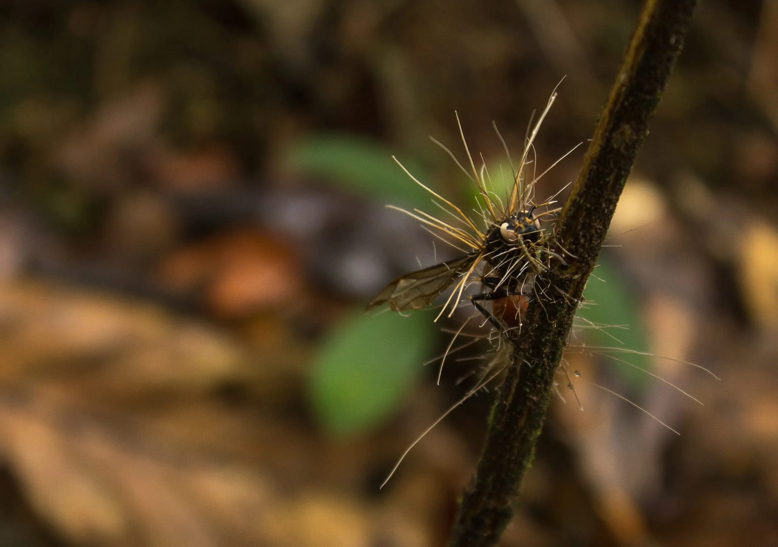 Fungo “zumbi” Cordyceps de The Last of Us pode infectar humanos