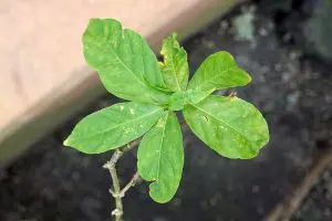 folha da planta Tabernanthe iboga, da qual a ibogaína é extraída.