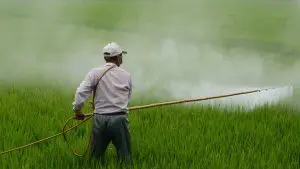 Homem aplicando glifosato na plantação
