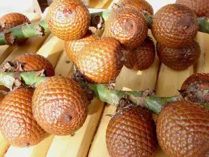 óleo-de-buriti