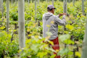 dia do trabalhador rural