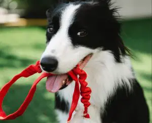 passear com cachorro