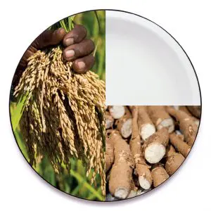 Pesquisas investigam como a mudança do clima afeta o plantio de culturas, como arroz e mandioca