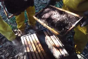 Colmeias-na-Aldeia-Agua-Branca-onde-a-producao-de-mel-ja-comprovou-ser-economicamente-viavel-Credito-Aproab-768x512