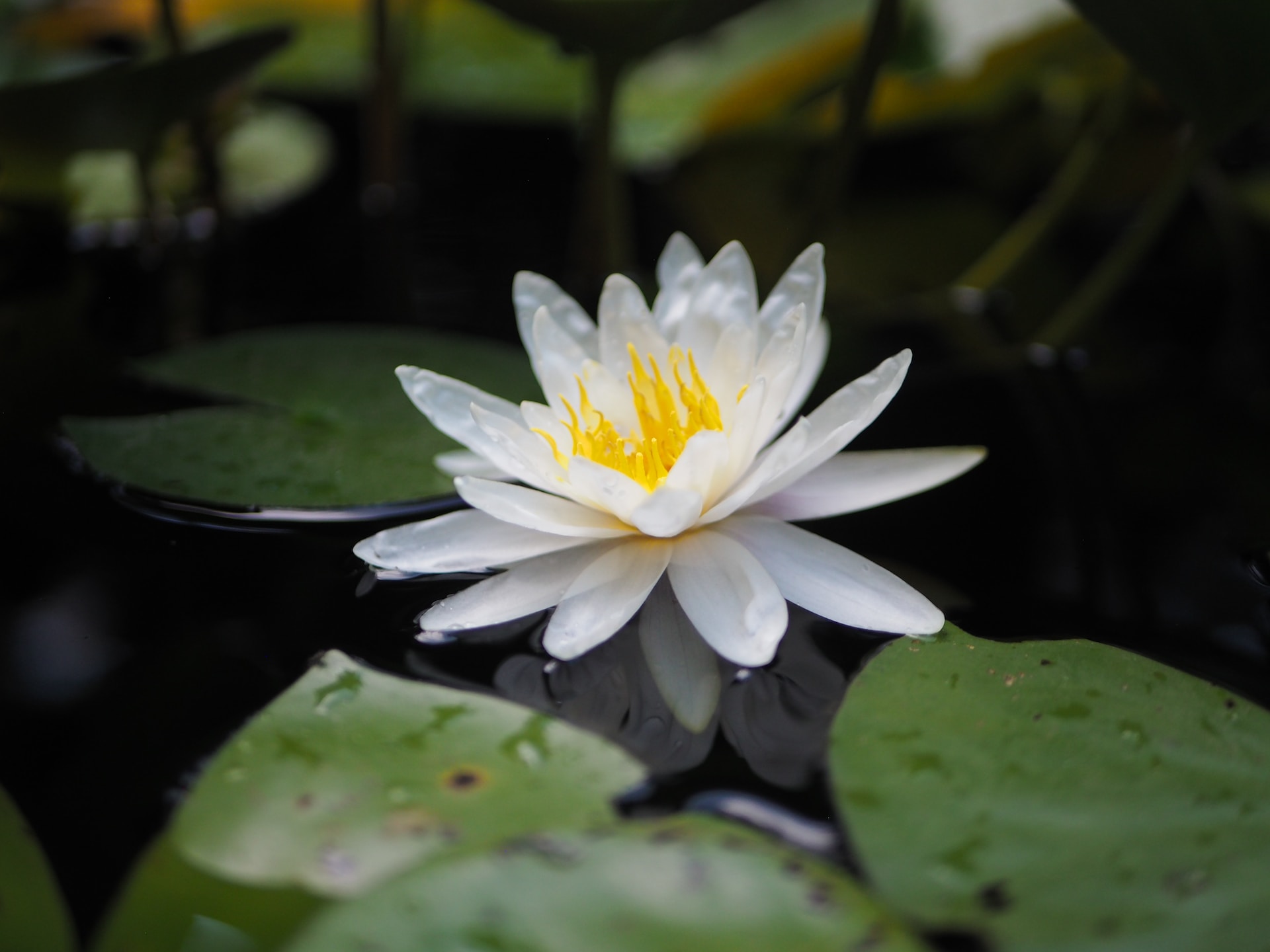 Plantas: principais tipos e curiosidades - eCycle