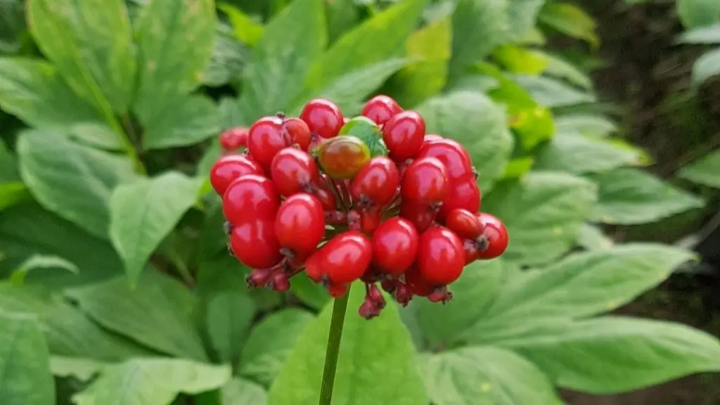 Ginseng