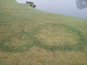 dois círculos de fadas em um campo de golfe