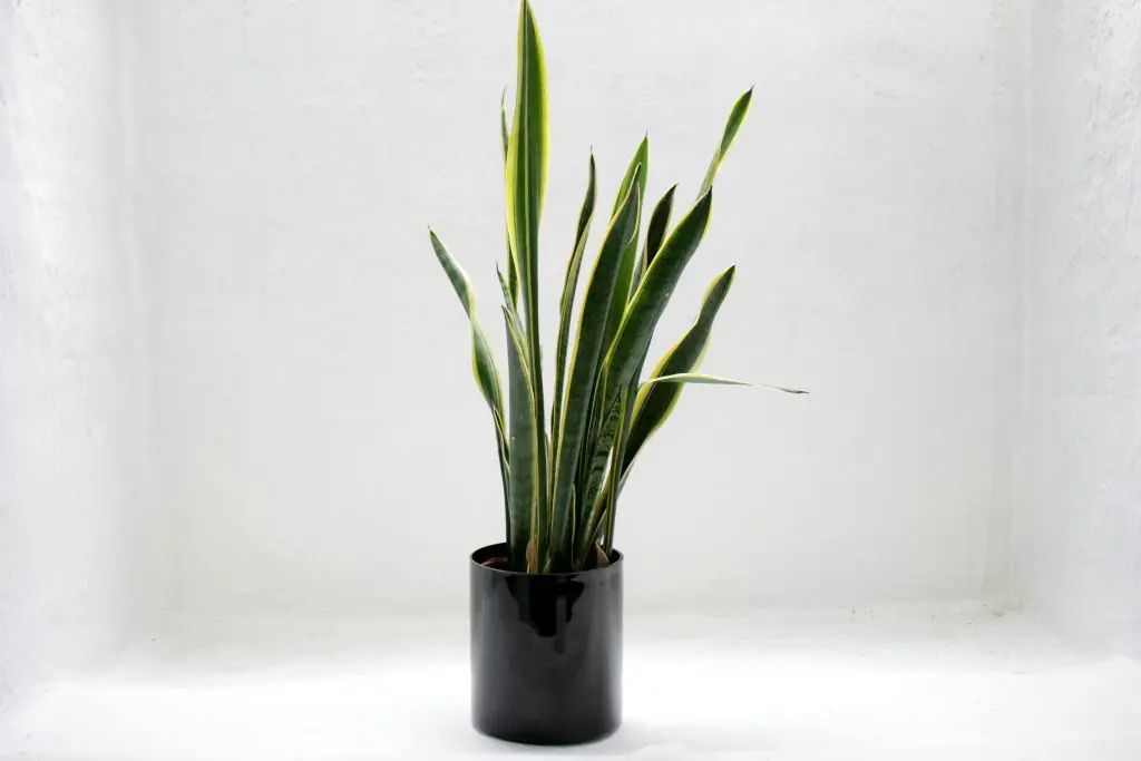 plantas que precisam de pouca água