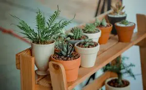 plantas que precisam de pouca água