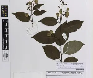 videira trovão de Deus