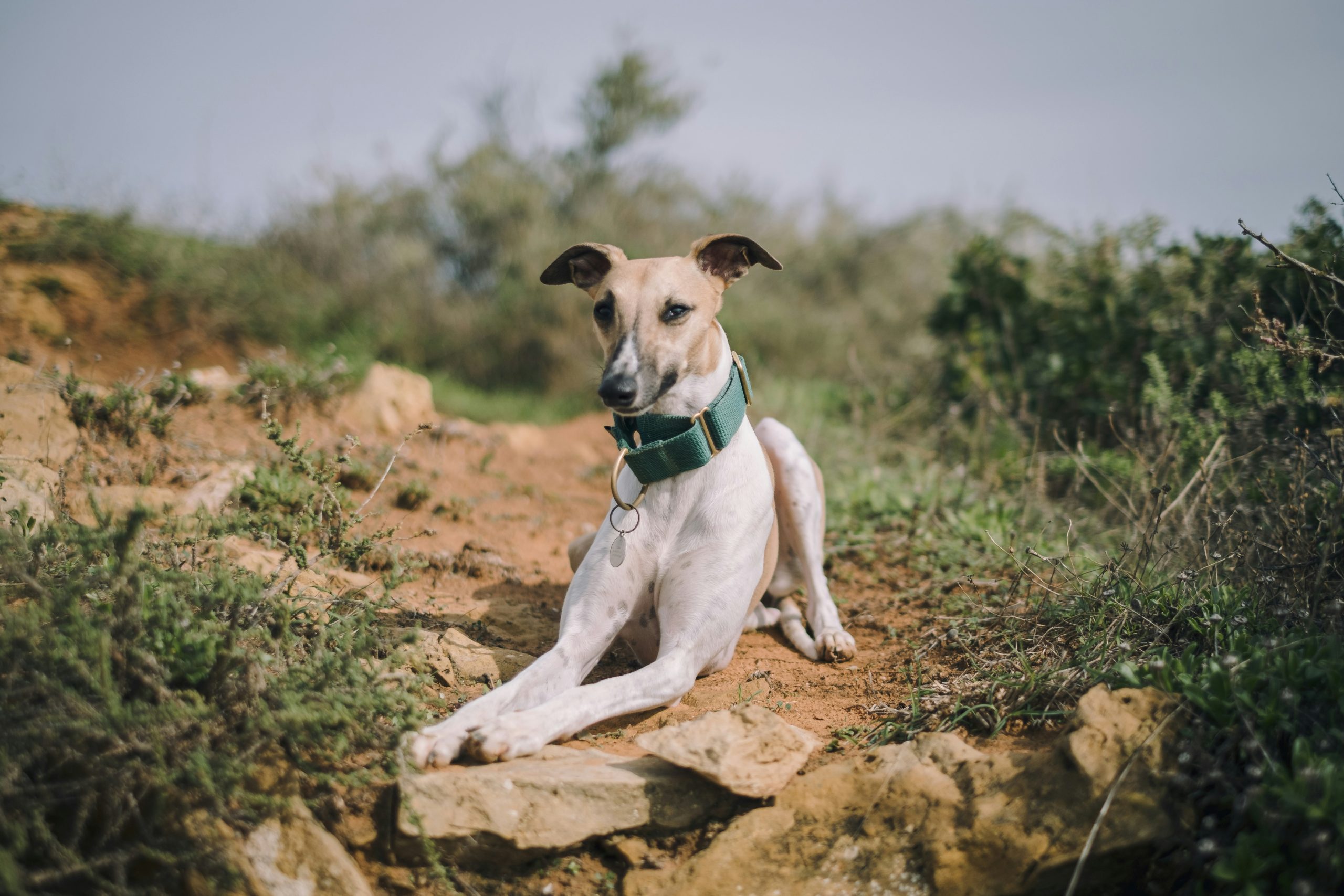 Cachorros de focinho alongado vivem mais que os de focinho achatado, revela  pesquisa - eCycle