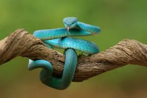 cobra-azul-Trimeresurus-insularis