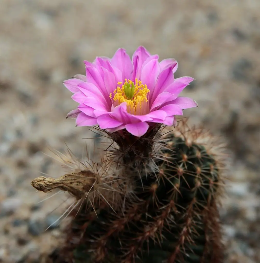 flor de cacto
