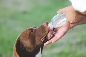 calor-extremo-cachorro-bebendo-agua