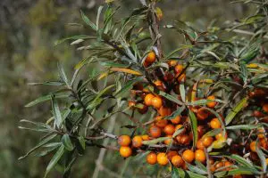 espinheiro-marítimo