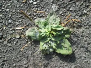 PLANTAGO MAJOR