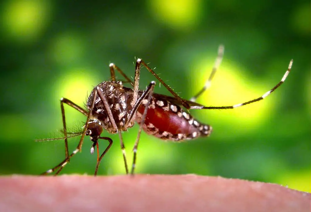 Fiocruz integra acordo de patente de larvicida ecológico contra o Aedes aegypti