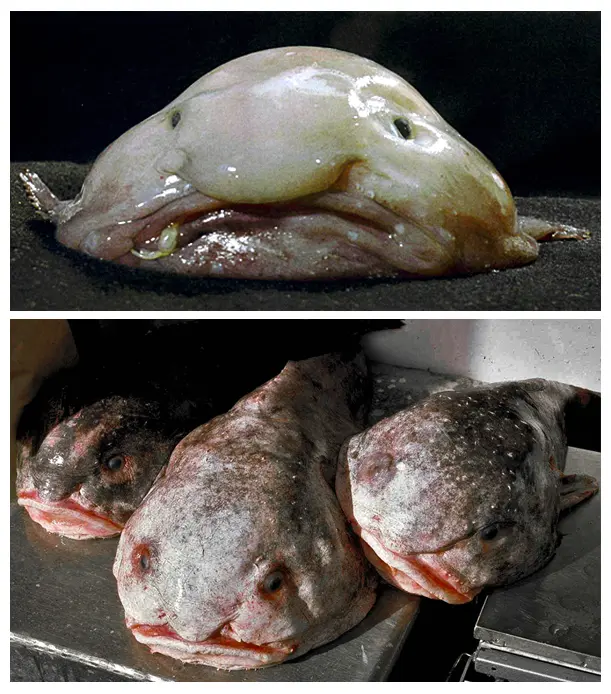 Blobfish, um animal da twilight zone