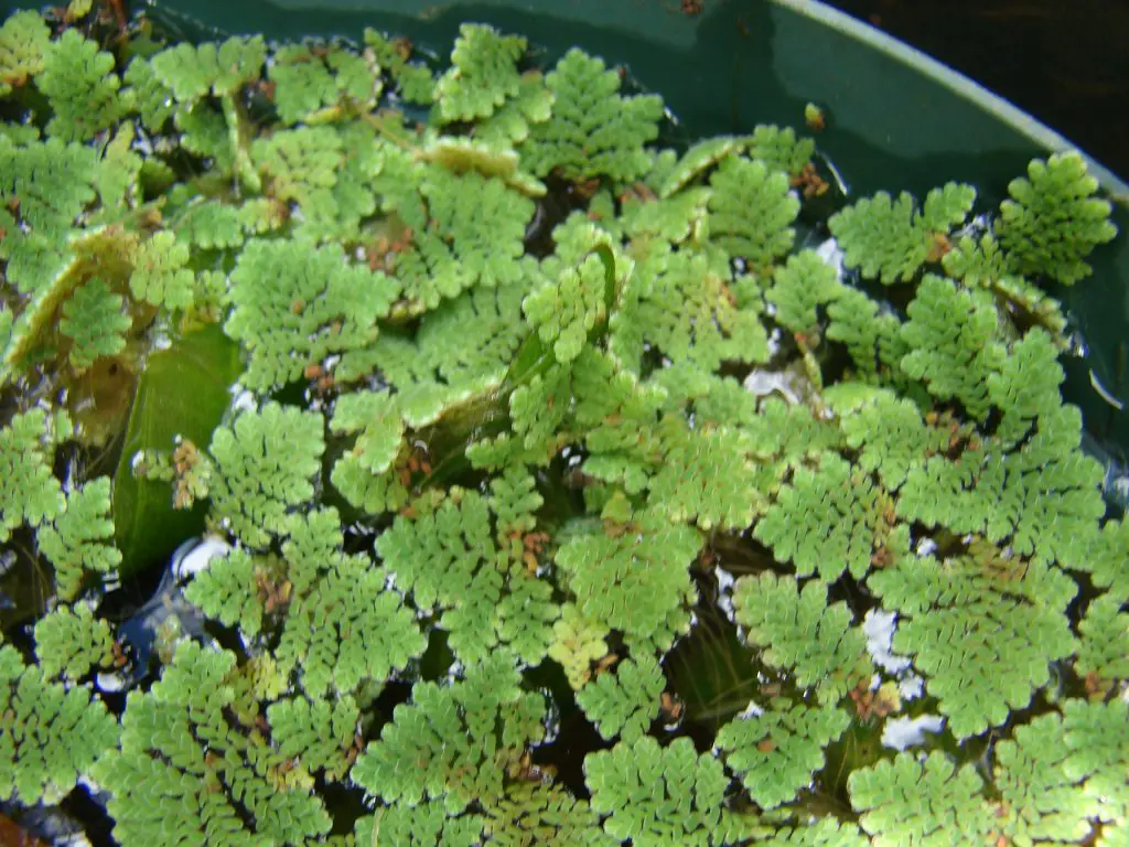 azolla pinnata