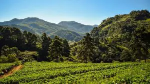 Montanhas e plantação