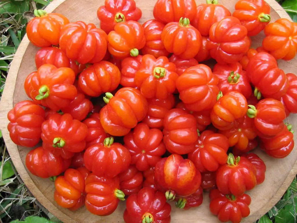 Pitanga vermelha madura no galho, uma das frutas nativas do Brasil, rica em vitamina C.