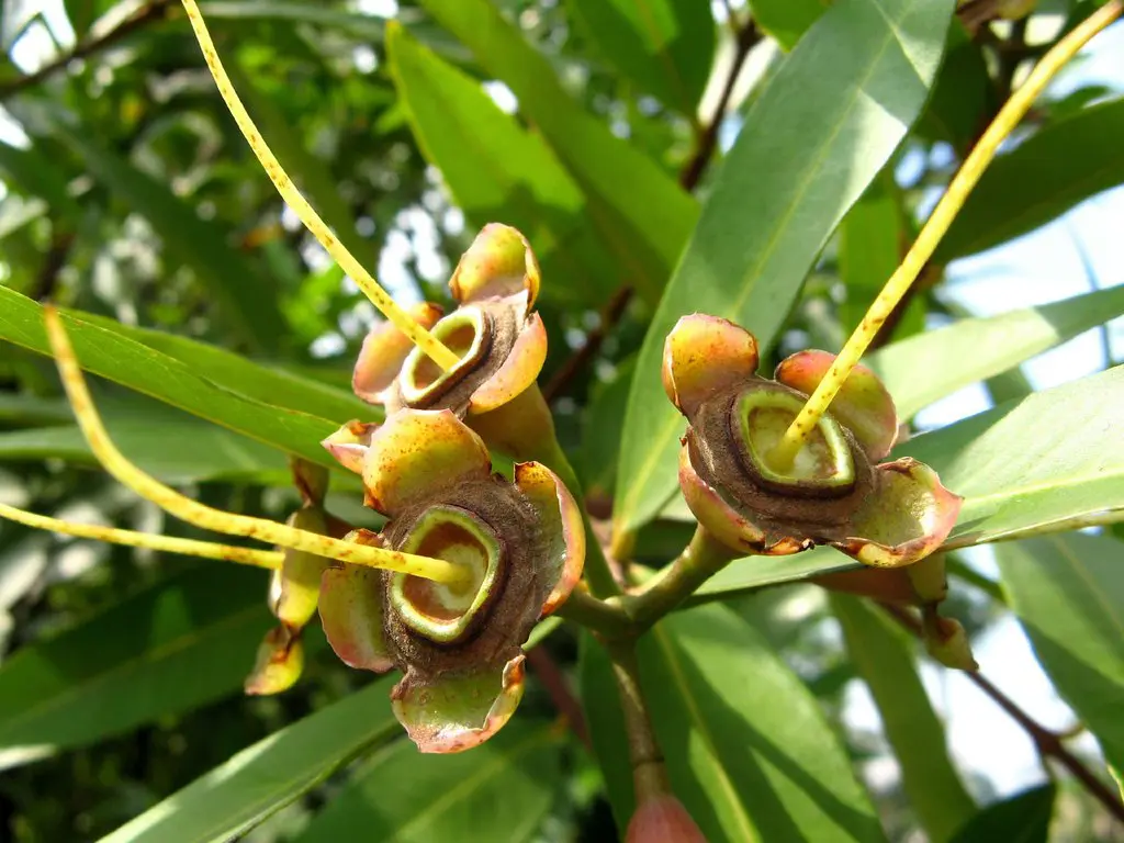 Fruto e sementes da andiroba, utilizados na produção sustentável do óleo amazônico.