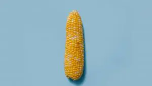 espiga de milho
