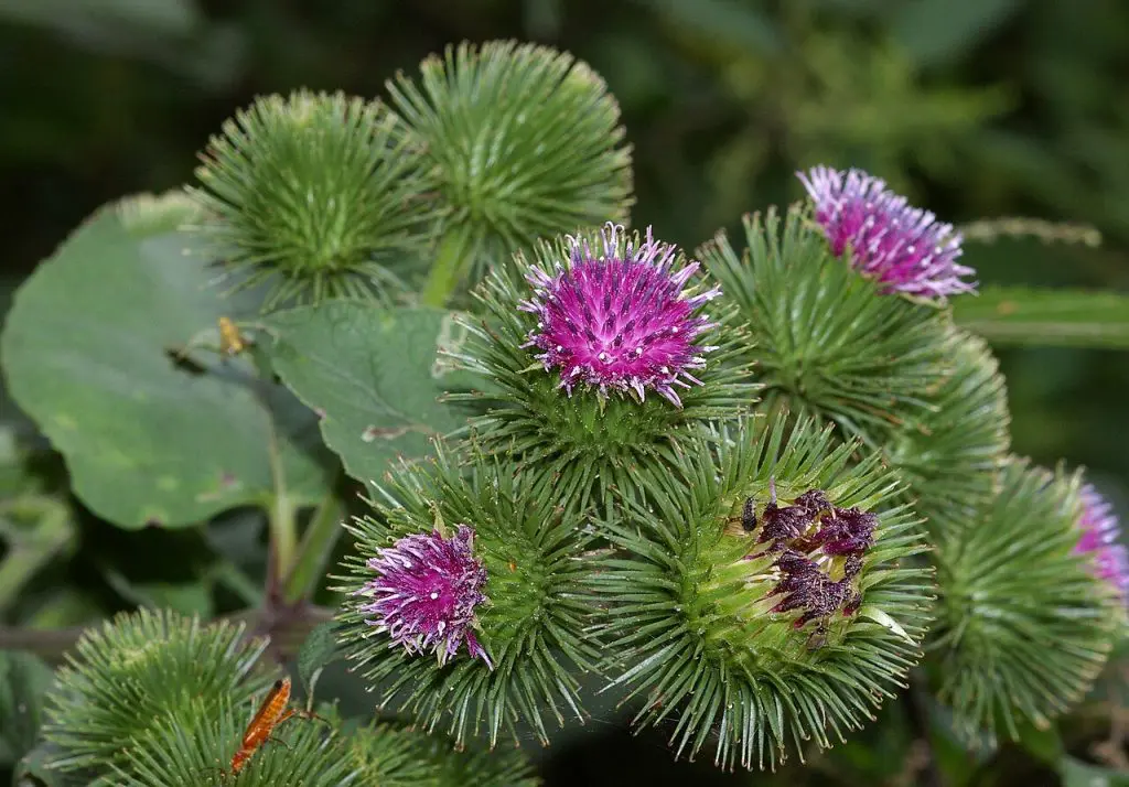 Planta de bardana com flores roxas e espinhos.