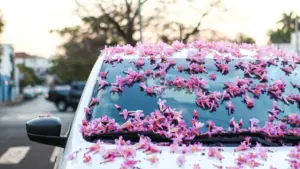 flor da cerejeira na frente do carro branco durante o dia